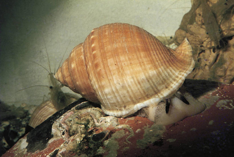 无人,横图,贝壳,科学,摄影,生物学,彩图,动物学