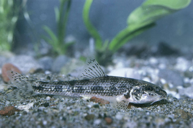 无人,横图,室外,侧面,水下,海洋,水,野生动物,科学,鱼,鱼类,自然,动物,摄影,鲈鱼,环境,生物学,咸水鱼,花鲈,鲈板,鲈子鱼,虾虎鱼,彩图,动物学