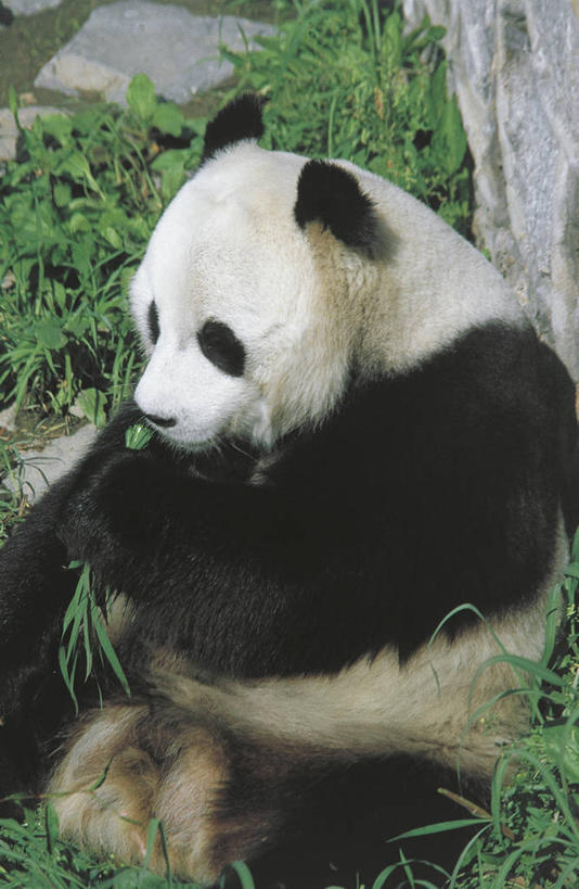 无人,坐,吃,竖图,室外,白天,哺乳动物,野生动物,熊,熊猫,叶子,中国,科学,自然,动物,摄影,环境,生物学,近景,大熊猫,东亚,天津市,彩图,动物学