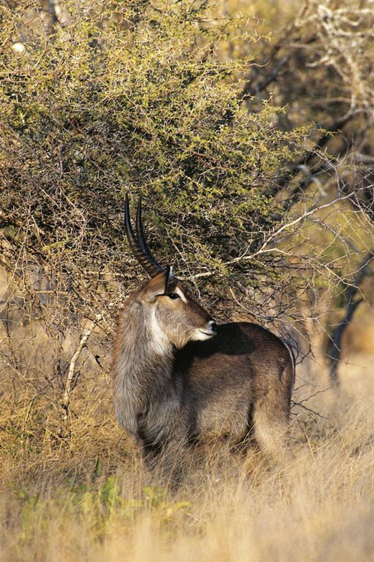 西方人,无人,竖图,室外,白天,哺乳动物,野生动物,欧洲,非洲,南非,黑人,欧洲人,科学,自然,动物,看,摄影,环境,生物学,偶蹄目,水羚,德兰士瓦省,国家野生动物保护区,非洲人,彩图,动物学