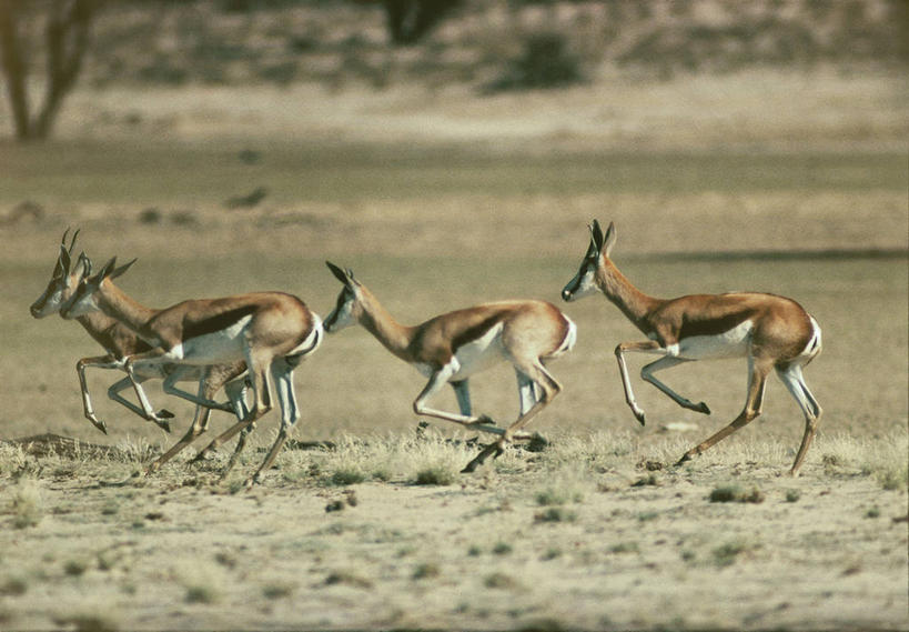 无人,跑,跳,横图,室外,白天,侧面,沙漠,哺乳动物,野生动物,四只,科学,自然,动物,摄影,迅速,环境,生物学,偶蹄目,瞪羚,跳羚,彩图,动物学