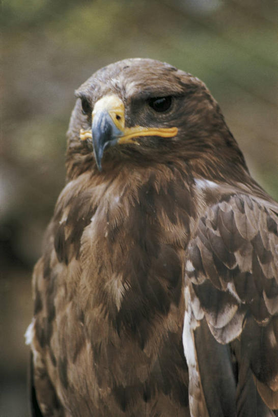 无人,竖图,室外,白天,鸟,野生动物,鹰,科学,鸟类,自然,动物,摄影,环境,生物学,凶猛,鸢,残暴,凶残,老鹰,半身,彩图,动物学