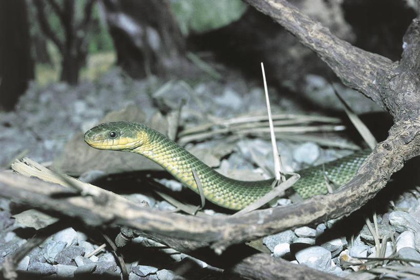 无人,横图,室外,白天,野生动物,科学,蛇,枝,自然,动物,摄影,环境,生物学,彩图,动物学