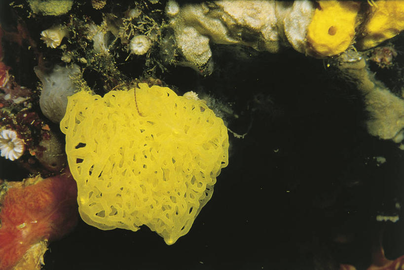 无人,横图,室外,水下,海洋,水,野生动物,科学,海绵,珊瑚,黄色,自然,动物,摄影,环境,生物学,刺胞动物,彩图,管状海绵,动物学