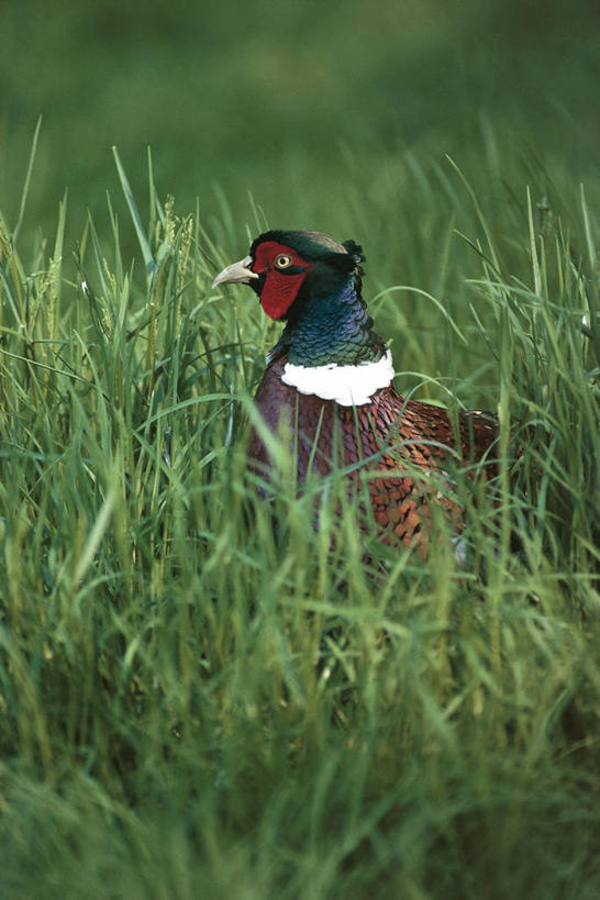 无人,竖图,室外,白天,野生动物,雉,科学,鸟类,草,自然,动物,摄影,环境,生物学,隐藏,环颈雉,机敏,半身,彩图,鸡形目,动物学