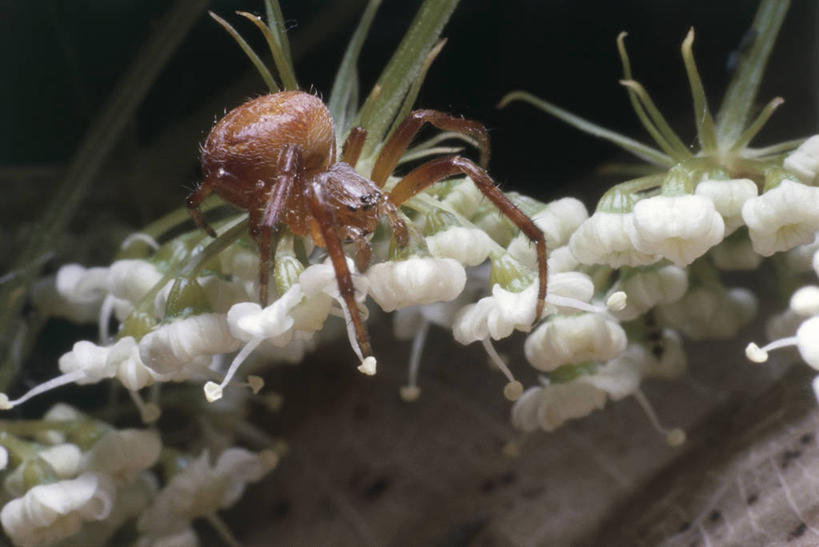 无人,横图,室外,特写,白天,野生动物,科学,蜘蛛,花,自然,动物,摄影,环境,生物学,节肢动物,蟹蛛,彩图,动物学