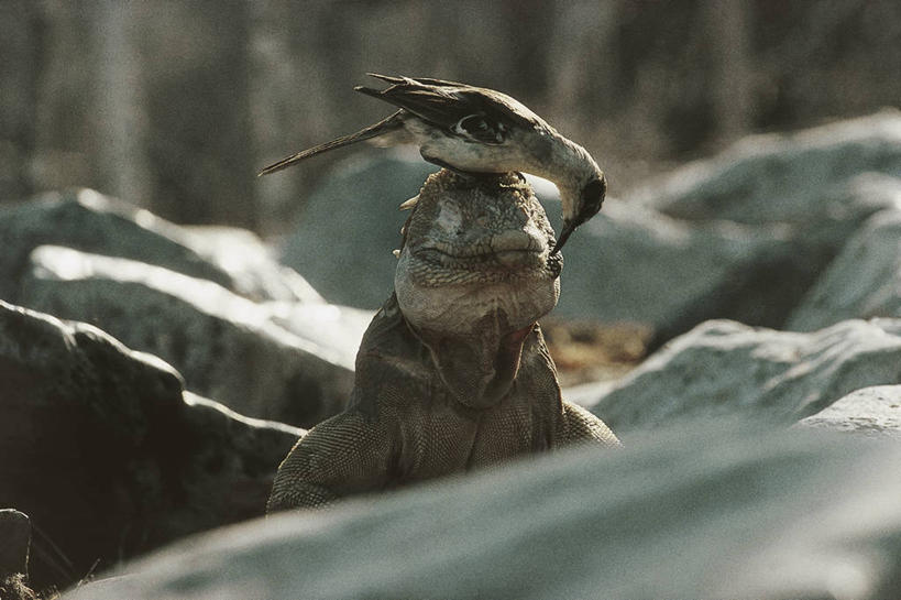 无人,坐,横图,室外,白天,合作,野生动物,蜥蜴,厄瓜多尔,科学,鬣蜥,鸟类,自然,动物,两只,放松,摄影,保护,环境,生物学,关爱,石龙子,泉龙,猪婆蛇,四脚蛇,蜴,加拉帕戈斯群岛,陆鬣蜥,岩石,清洗,彩图,动物行为,动物学,共生关系,加拉帕戈斯陆鬣蜥,科隆群岛陆鬣蜥