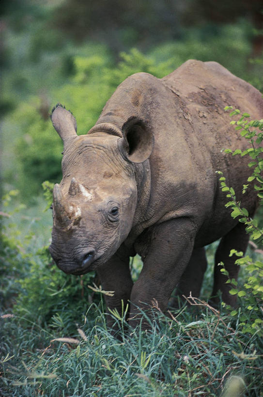 无人,站,竖图,室外,白天,正面,草原,哺乳动物,貘,野生动物,科学,自然,动物,摄影,灌木,环境,生物学,黑犀牛,犀牛,彩图,动物学