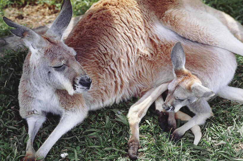 无人,躺,横图,俯视,室外,白天,哺乳动物,袋鼠,野生动物,澳大利亚,科学,自然,动物,两只,摄影,保护,环境,生物学,澳大拉西亚,彩图,高角度拍摄,动物学