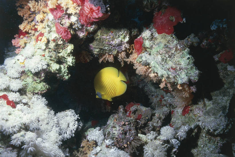 无人,横图,室外,白天,水下,海洋,热带鱼,野生动物,科学,鱼,珊瑚,鱼类,自然,动物,摄影,鲈鱼,环境,生物学,蝴蝶鱼,刺胞动物,红海,花鲈,鲈板,鲈子鱼,暗礁,彩图,动物学