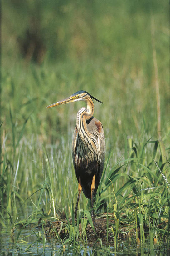 无人,竖图,室外,白天,野生动物,科学,苍鹭,鸟类,草,自然,动物,摄影,环境,沼泽,生物学,鹳,潘塔纳尔湿地,紫鹭,彩图,动物学