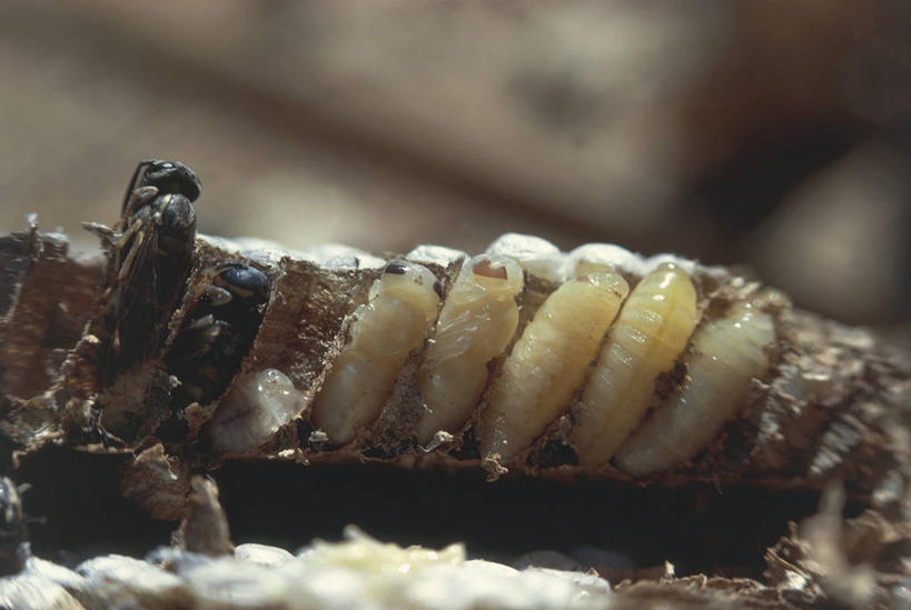 无人,横图,室外,白天,野生动物,一排,整齐,科学,昆虫,排列,自然,动物,下车,摄影,孵化,离开,环境,生物学,队列,节肢动物,幼虫,益虫,卵,开端,彩图,动物学