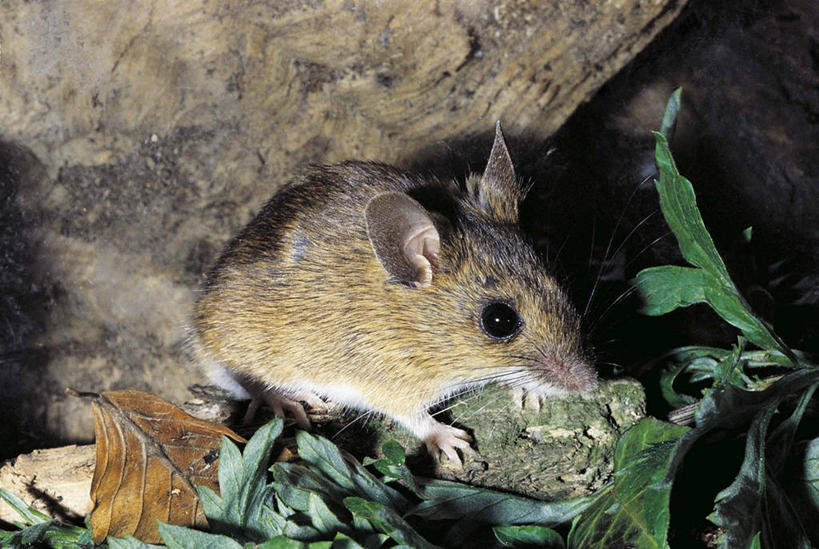 无人,横图,室外,夜晚,哺乳动物,野生动物,科学,自然,动物,摄影,鼠,环境,生物学,田鼠,彩图,动物学