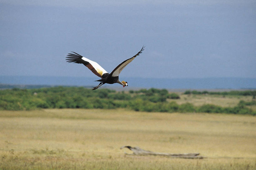 无人,横图,室外,白天,草原,野生动物,科学,鹤,鸟类,飞,自然,动物,摄影,环境,生物学,黑水鸡,彩图,动物学