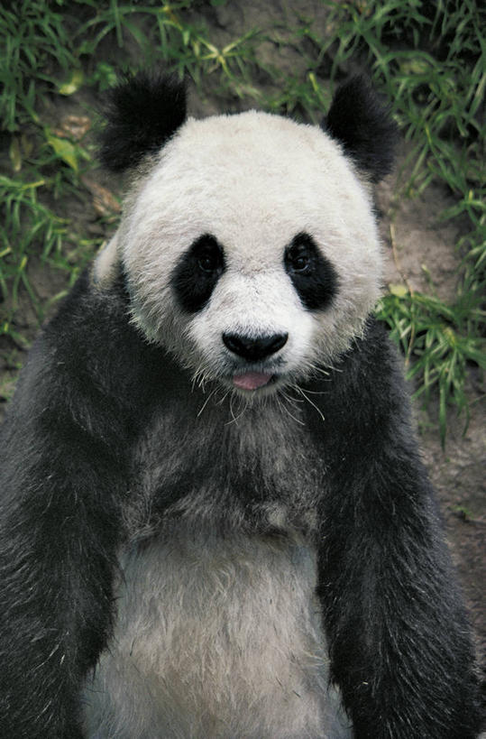 无人,竖图,室外,白天,正面,哺乳动物,野生动物,熊,熊猫,科学,自然,动物,摄影,环境,生物学,大熊猫,濒危物种,彩图,动物学