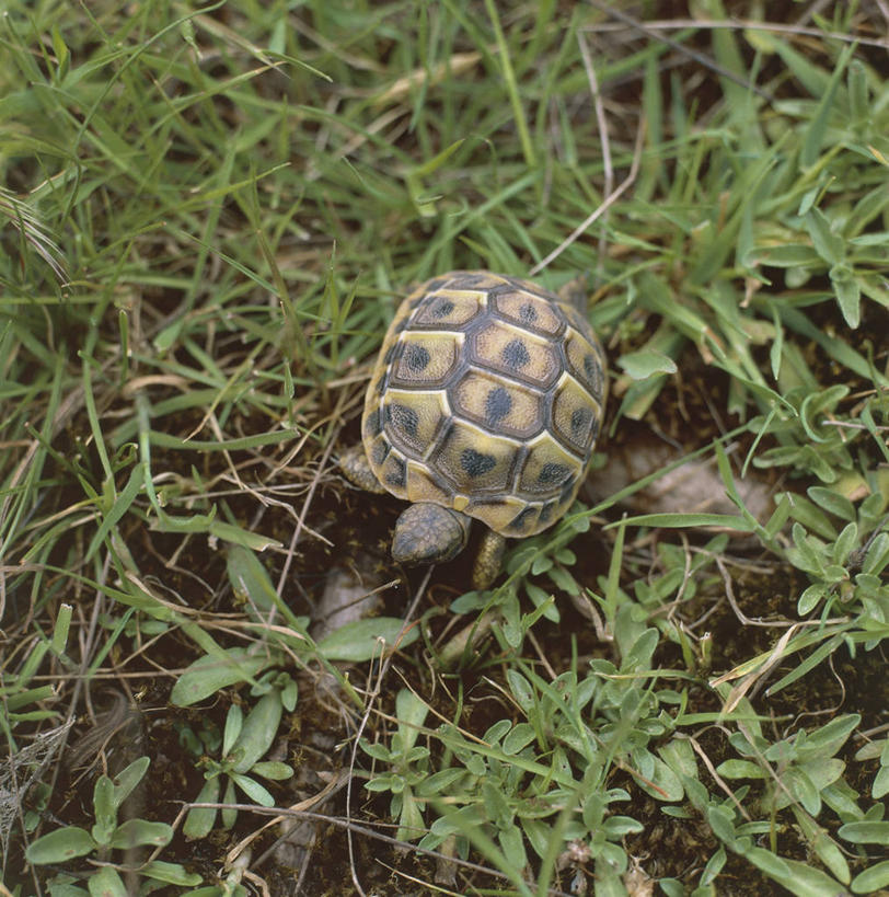 无人,竖图,方图,俯视,室外,白天,龟,野生动物,贝壳,意大利,欧洲,科学,草,自然,动物,摄影,环境,生物学,南欧,意大利共和国,撒丁岛,萨萨里,萨萨里省,彩图,高角度拍摄,马达莱纳岛,动物学,赫曼氏陆龟