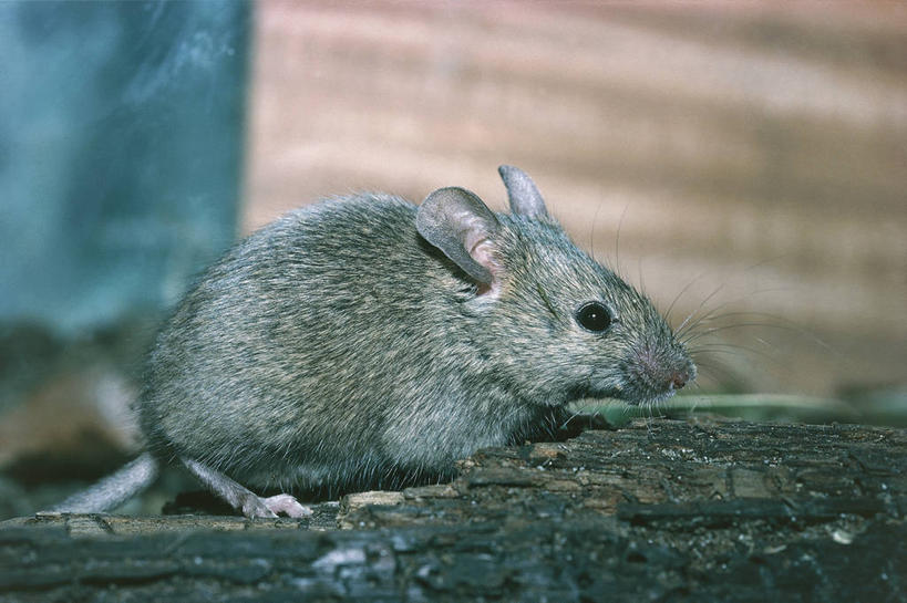 无人,横图,室外,白天,侧面,哺乳动物,野生动物,科学,自然,动物,摄影,鼠,环境,生物学,田鼠,彩图,动物学