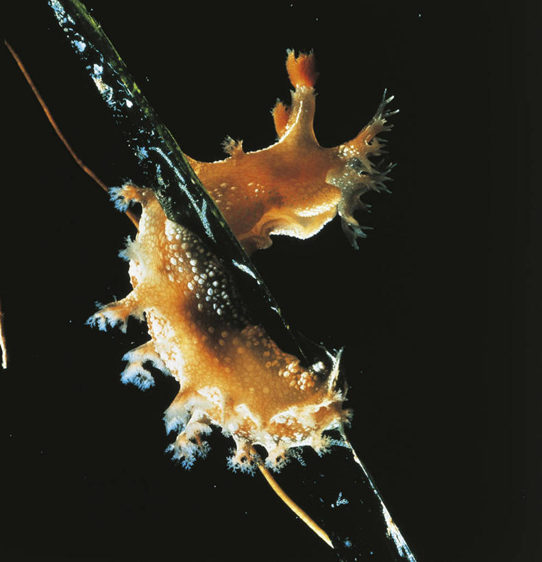 无人,竖图,方图,室外,白天,水下,野生动物,黑色背景,科学,海蛞蝓,贝类,海洋生物,无脊椎动物,黑色,自然,动物,摄影,软体动物,海兔,环境,生物学,水生动物,水生物,海底动物,海兔螺,彩图,动物学