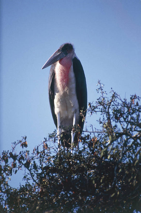 无人,竖图,室外,白天,野生动物,科学,鸟类,枝,树,自然,动物,摄影,栖息,环境,生物学,鹳,非洲秃鹳,彩图,动物学