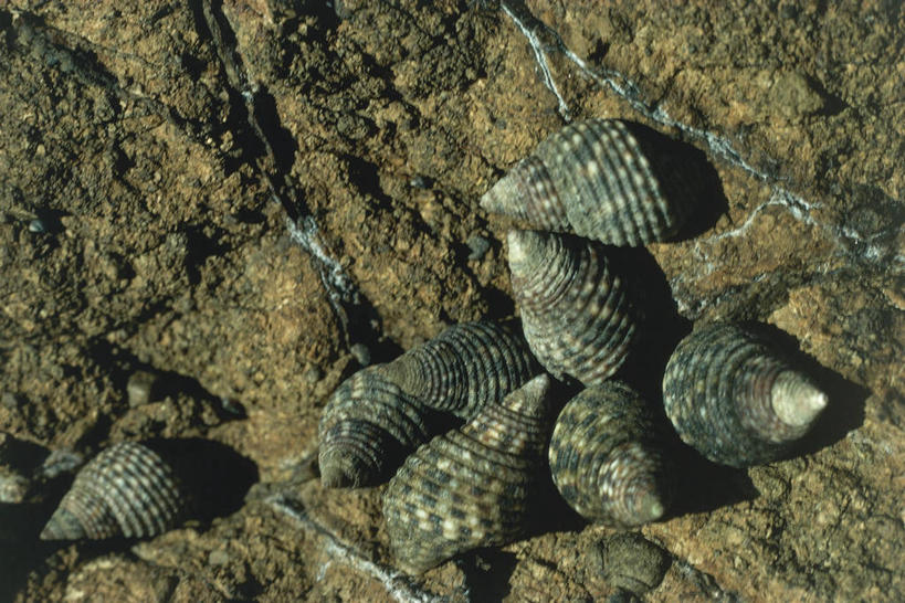 无人,横图,室外,野生动物,贝壳,科学,斑点,褐色,无脊椎动物,自然,动物,摄影,软体动物,环境,生物学,彩图,动物学