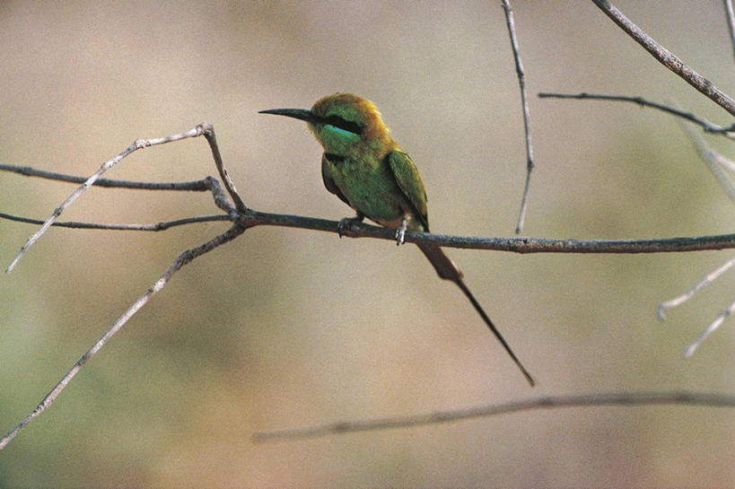 无人,坐,横图,室外,白天,翠鸟,鸟,野生动物,科学,鸟类,枝,自然,动物,摄影,栖息,环境,生物学,笑翠鸟,鱼虎,鱼狗,大翠鸟,彩图,动物学