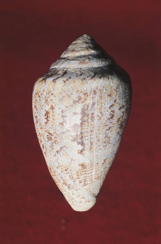 无人,竖图,室内,贝壳,科学,一个,红色,摄影,单个,生物学,彩图,影棚拍摄,动物学