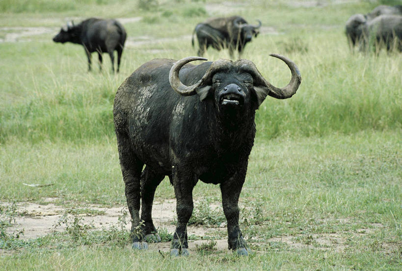 无人,站,横图,室外,白天,哺乳动物,野生动物,科学,草,自然,动物,摄影,环境,生物学,国家公园,非洲水牛,偶蹄目,扎伊尔,刚果民主共和国,野牛,彩图,动物学,郊野公园