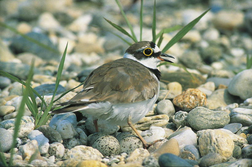 无人,横图,室外,白天,野生动物,科学,鸟类,鸟巢,自然,动物,摄影,环境,生物学,卵,金眶鸻,岩石,彩图,动物学