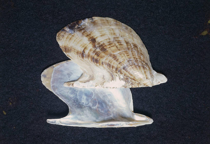 无人,横图,室内,贝壳,科学,两个,摄影,生物学,彩图,影棚拍摄,动物学