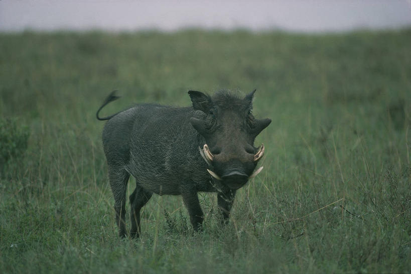 无人,站,横图,室外,白天,侧面,哺乳动物,野生动物,疣猪,猪,科学,野猪,田地,草,自然,动物,平原,摄影,环境,生物学,偶蹄目,彩图,动物学