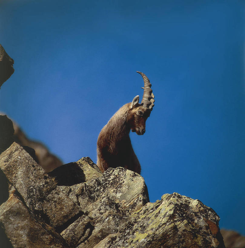 无人,竖图,方图,室外,白天,哺乳动物,野生动物,羊,意大利,科学,天空,自然,动物,可爱,摄影,活泼,环境,生物学,国家公园,南欧,偶蹄目,万里无云,野山羊,悬羊,大帕拉迪索国家公园,岩石,山羊,彩图,西伯利亚北山羊,动物学