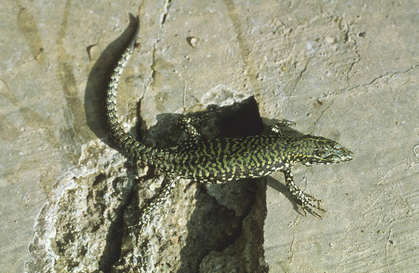 无人,躺,横图,俯视,室外,白天,壁虎,野生动物,蜥蜴,科学,墙,自然,动物,摄影,环境,生物学,岩石,彩图,高角度拍摄,动物学