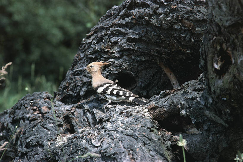 无人,坐,横图,室外,白天,侧面,野生动物,科学,鸟类,树,自然,动物,摄影,环境,生物学,戴胜鸟,彩图,动物学