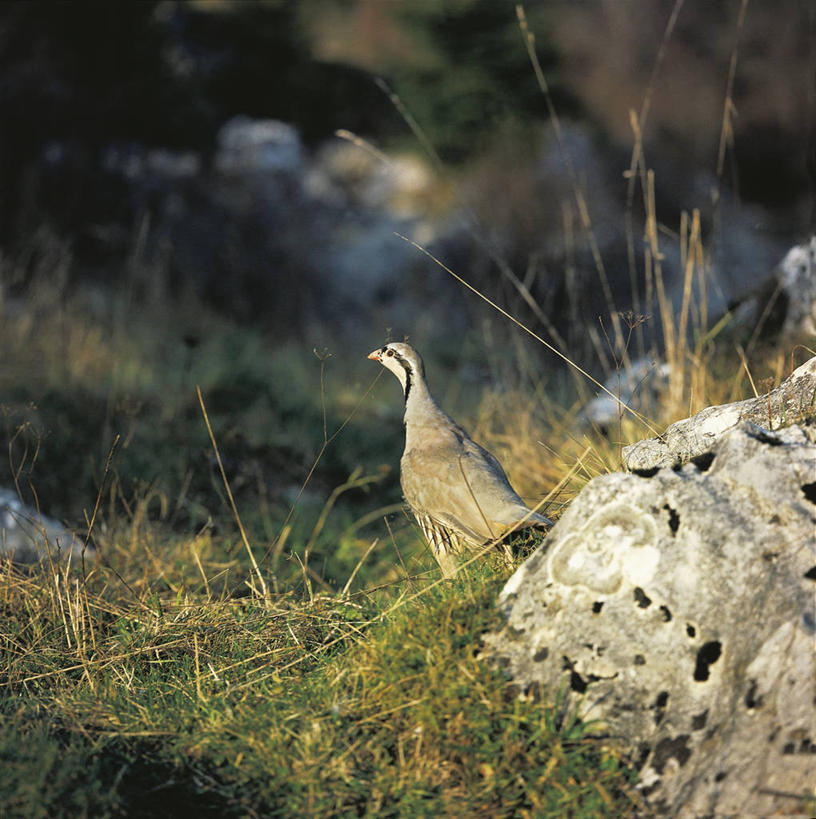 无人,竖图,方图,室外,白天,野生动物,科学,鸟类,草,自然,动物,摄影,环境,生物学,彩图,鸡形目,动物学