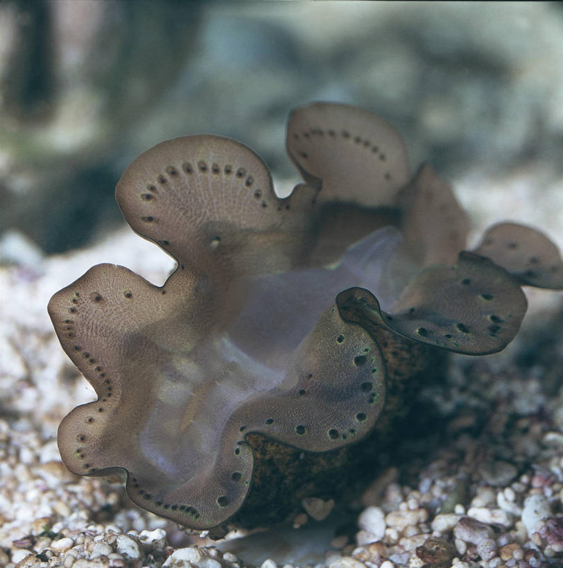 无人,竖图,方图,室外,白天,海底,水下,野生动物,科学,自然,动物,摄影,软体动物,环境,生物学,彩图,双壳贝,动物学