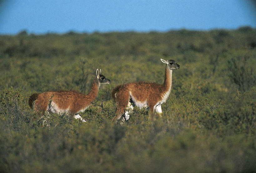 无人,横图,室外,白天,侧面,哺乳动物,野生动物,阿根廷,科学,骆驼,自然,动物,两只,南美,可爱,摄影,活泼,环境,生物学,羊驼,偶蹄目,沙漠之舟,驼羊,巴塔哥尼亚,美洲驼,大羊驼,彩图,动物学