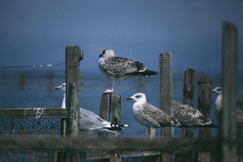 无人,横图,室外,白天,海洋,水,海鸟,海鸥,野生动物,科学,鸟类,栅栏,篱笆,自然,摄影,栖息,环境,生物学,黑脊鸥,彩图,动物学