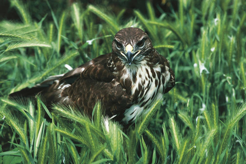 无人,横图,室外,白天,小麦,鸟,野生动物,科学,鸟类,秃鹫,捕食,田地,谷类,草,自然,动物,摄影,环境,大麦,生物学,近景,凶猛,残暴,凶残,座山雕,秃鹰,狗头鹫,彩图,动物学