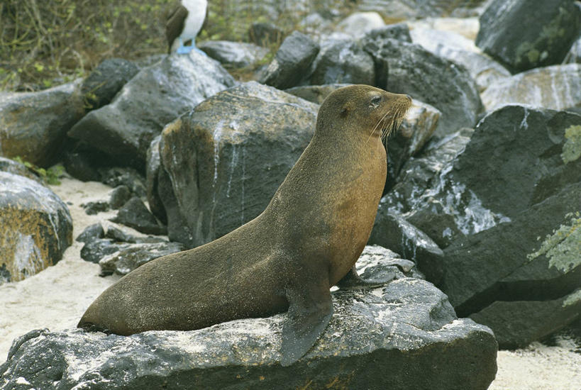 无人,横图,室外,白天,侧面,哺乳动物,海豹,海狮,野生动物,厄瓜多尔,科学,褐色,自然,动物,靠,靠着,休息,南美,摄影,观看,环境,生物学,机敏,加州海狮,岩石,彩图,加拉帕戈斯海狮,动物学