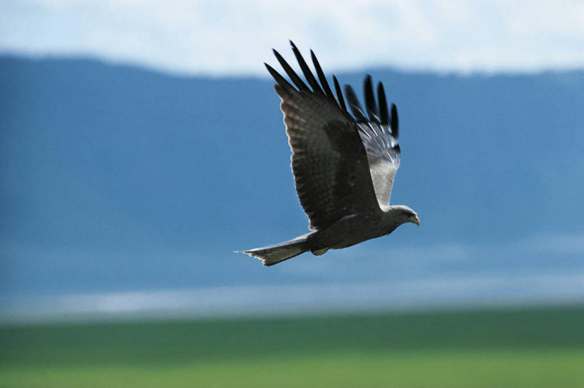 无人,横图,室外,白天,侧面,野生动物,科学,鸟类,飞,自然,动物,摄影,环境,生物学,黑鸢,彩图,动物学