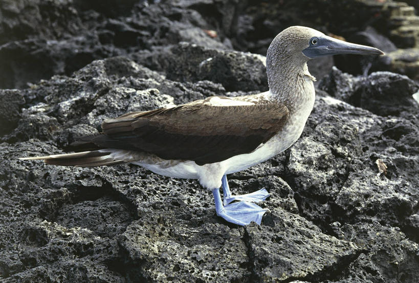 无人,站,横图,室外,特写,白天,侧面,海鸟,鸟,野生动物,阿根廷,厄瓜多尔,科学,鸟类,动物,南美,摄影,生物学,机敏,加拉帕戈斯群岛,鲣鸟,结巴鸟,蓝脚鲣鸟,岩石,彩图,动物学,好奇心
