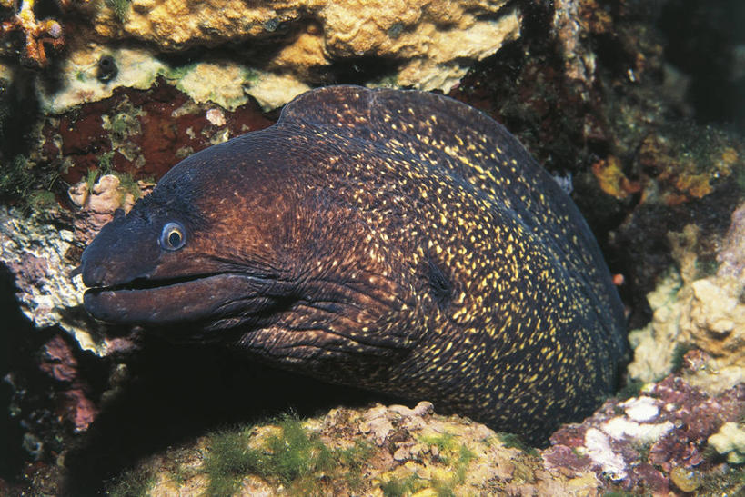 无人,横图,室外,白天,野生动物,科学,褐色,海鳗,鱼类,自然,动物,摄影,环境,生物学,半身,彩图,动物学,甘比亚