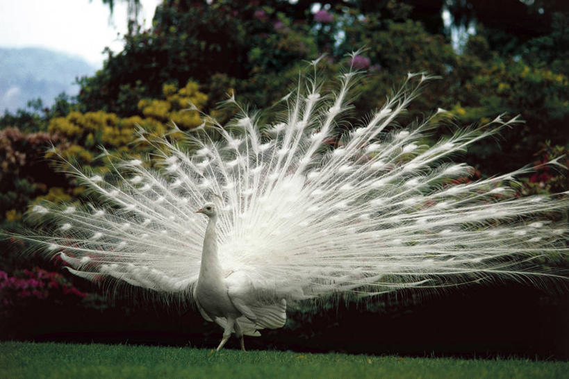 无人,横图,室外,白天,草坪,孔雀,野生动物,意大利,科学,鸟类,庭院,草,自然,动物,两只,摄影,环境,生物学,国家公园,南欧,马祖尔湖,热带鸟,炫耀,彩图,鸡形目,伴侣,动物学