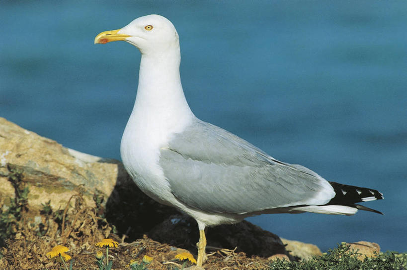 无人,站,横图,室外,白天,侧面,海鸥,野生动物,科学,鸟类,自然,动物,摄影,环境,生物学,黑脊鸥,彩图,动物学