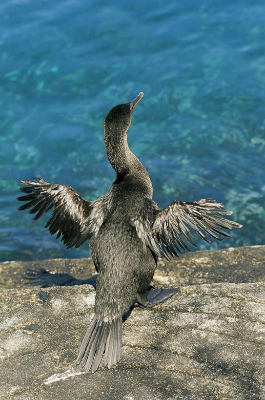 无人,坐,竖图,室外,白天,水,海鸟,野生动物,科学,翅膀,鸬鹚,鸟类,背面,自然,动物,摄影,环境,生物学,死水,彩图,动物学