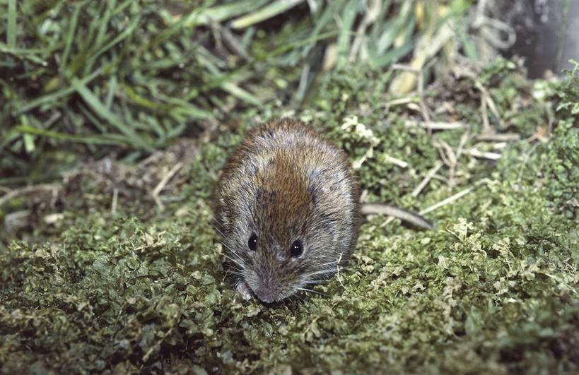 无人,横图,室外,特写,白天,哺乳动物,野生动物,科学,仓鼠,褐色,苔藓,草,自然,动物,摄影,环境,生物学,机敏,彩图,动物学