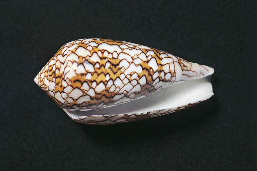 无人,横图,室内,贝壳,黑色背景,科学,圆锥,褐色,一个,黑色,摄影,单个,生物学,式样,彩图,影棚拍摄,动物学