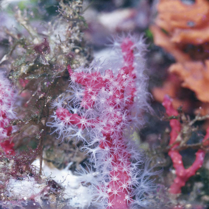 无人,竖图,方图,室外,白天,水下,野生动物,科学,珊瑚,海洋生物,无脊椎动物,自然,摄影,腔肠动物,环境,生物学,柳珊瑚,软珊瑚,刺胞动物,珊瑚虫,石帆,海团扇,暗礁,彩图,动物学