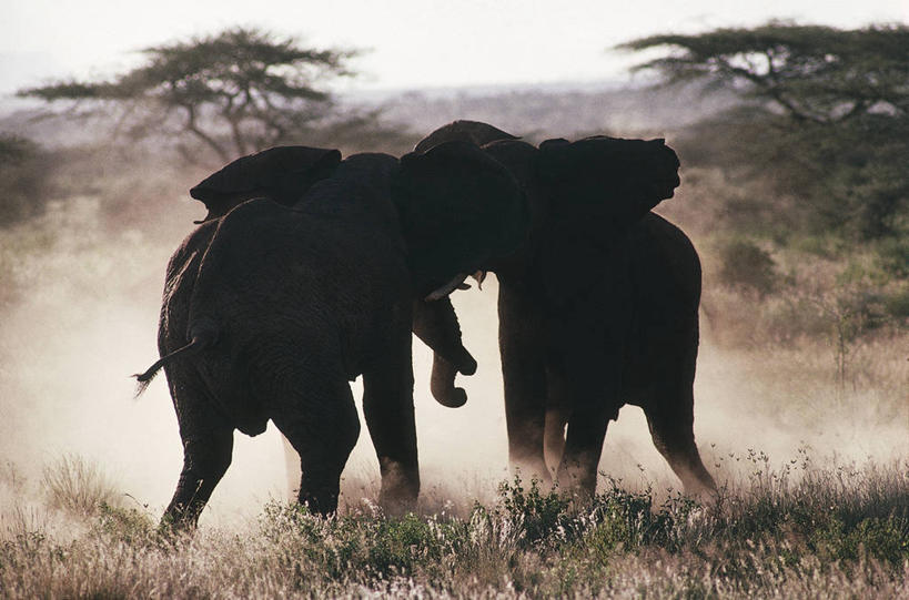 无人,横图,室外,白天,竞争,哺乳动物,野生动物,肯尼亚,科学,非洲象,树,风景,自然,动物,两只,摄影,环境,生物学,打斗,敌对,野生动物保护区,东非,象,彩图,动物学
