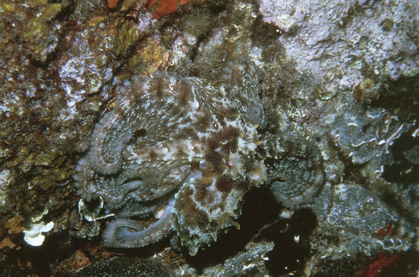 海鲜,无人,横图,室外,海底,水下,野生动物,章鱼,科学,水产,海洋生物,自然,动物,摄影,软体动物,石吸,死牛,望潮,坐蛸,环境,生物学,水生动物,海产品,水生物,伪装,海底动物,头足类动物,岩石,石居,八爪鱼,彩图,动物学